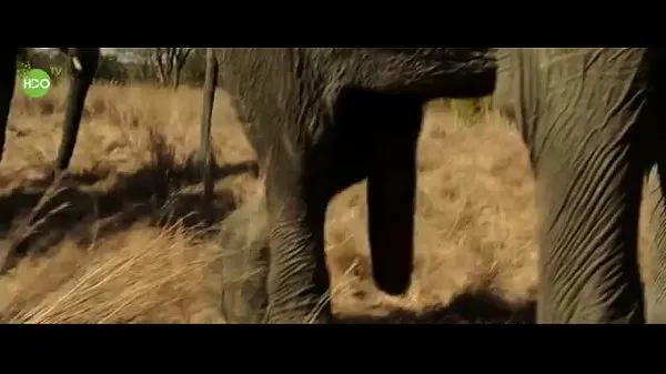 Najlepšie nové filmy (Elephant party 2016)